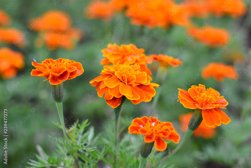 ฺฺBeautiful orange marigold flower in the garden. Marigold background or tagetes card.