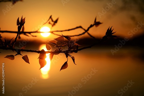 Sunset Lake Leaf