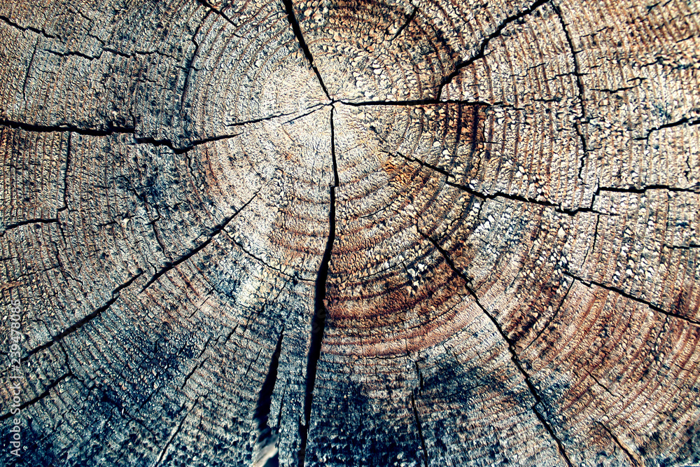 The old wood texture with natural patterns. Cross-section of the old tree
