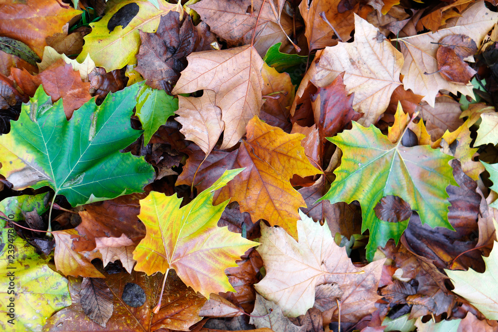 Fototapeta premium Autumn leaves background