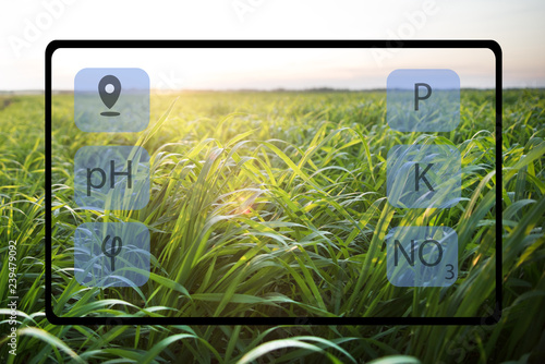 With the help of the tablet determine the state of the field and the plants planted in it. Smart farming.
