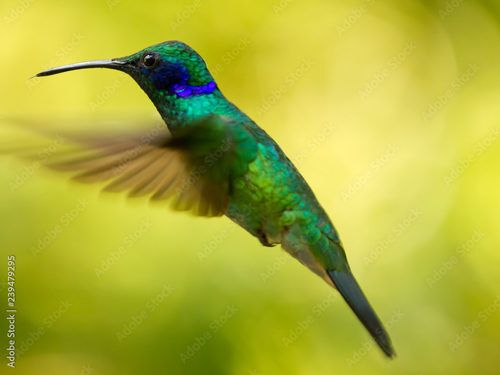 Fototapeta premium Kolibri in Costa Rica