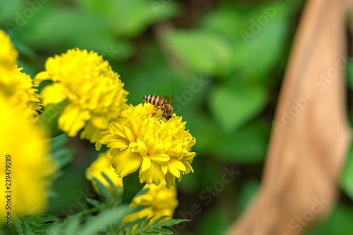 Honey bee collect pollen from yellow American Marigolds flower