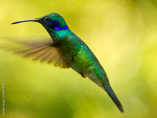 Kolibri in Costa Rica © Winfried Rusch