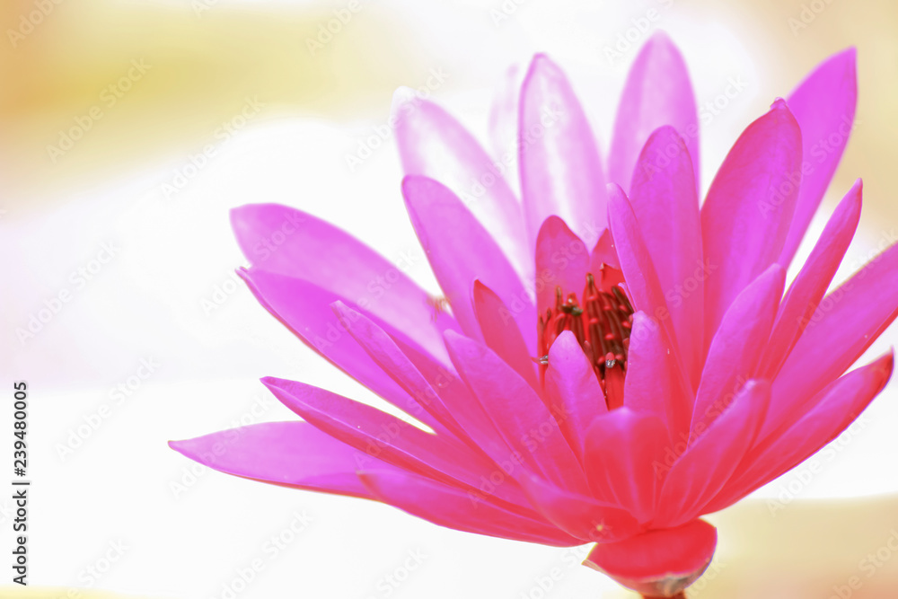 Obraz premium Colorful lotus in Thailand public park.