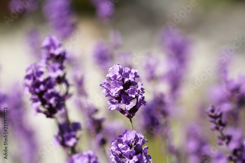 Fototapeta Naklejka Na Ścianę i Meble -  лаванда яркая растёт в саду рядом летают пчёлы 