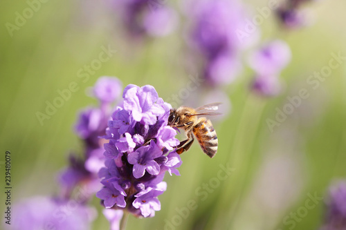 Fototapeta Naklejka Na Ścianę i Meble -  лаванда яркая растёт в саду рядом летают пчёлы 