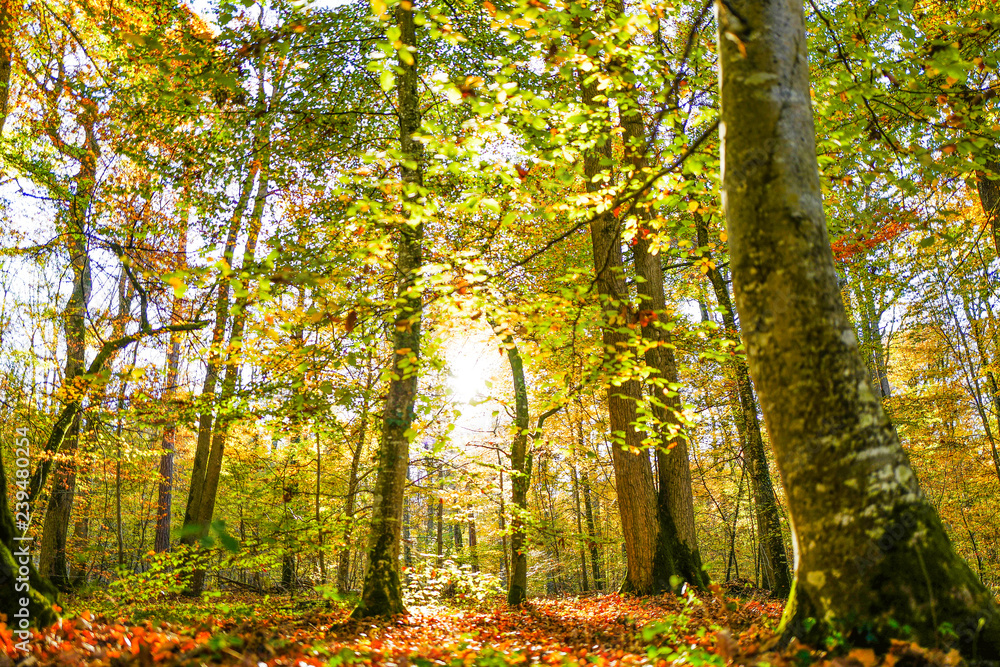 Forêt de Mouliére Forêt de Mouliére