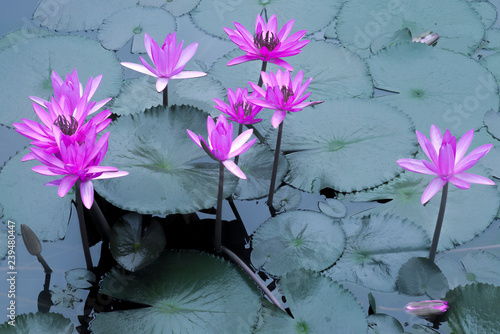 Fototapeta laos, luang prabang : pink nympheas