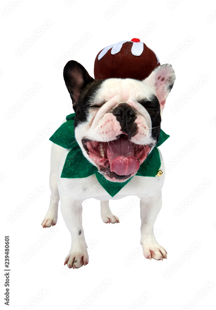 Festive French Bulldog
