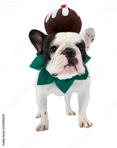 Festive French Bulldog © Eugenio