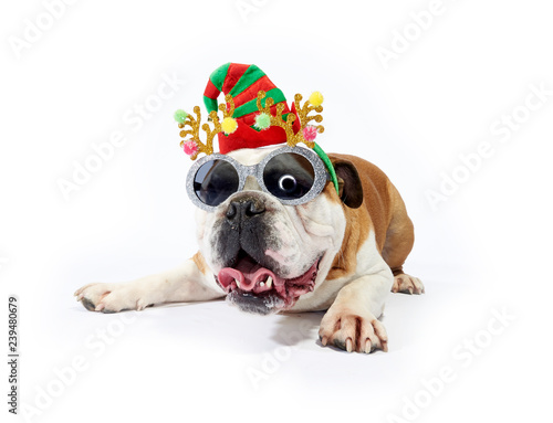 Bulldog with festive party hat