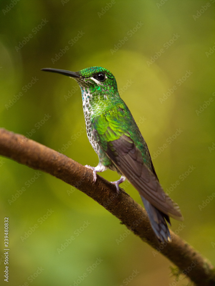 Obraz premium Kolibri in Costa Rica