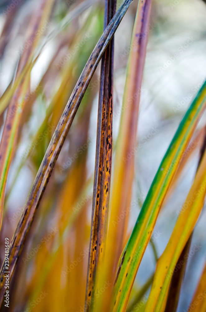 Obraz premium Colorful plant parts