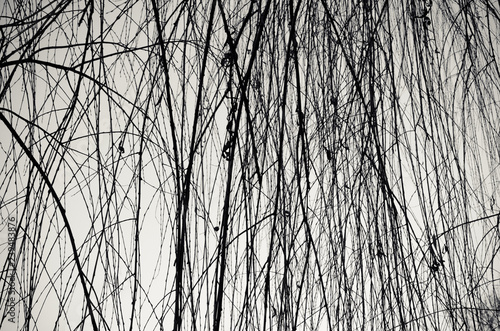 Weeping willow branchlets photo