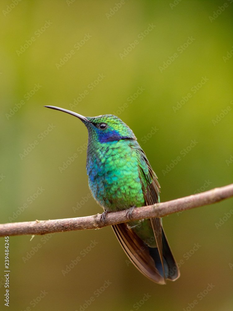 Kolibri in Costa Rica Kolibri in Costa Rica