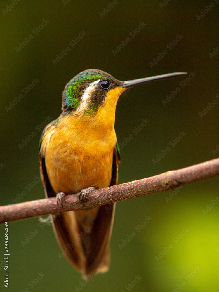 Fototapeta premium Kolibri in Costa Rica