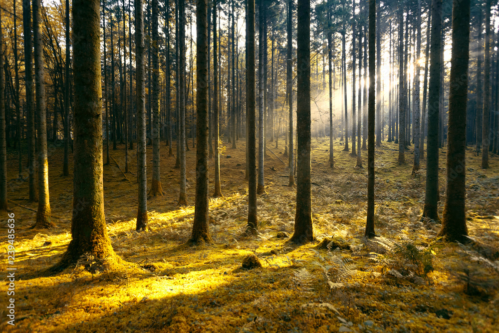 Magic morning sunlight in gold colored mossy forest landscape.