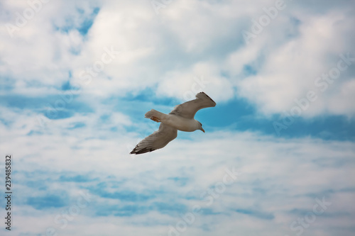 Photo of gull.