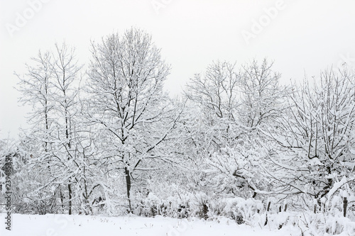 Trees woods forest snow covered bare winter white