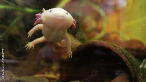 Mexican walking fish Axolotl underwater. Mexican salamander