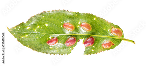Red galls of Willow bean-gall sawfly or Euura proxima (syn. Pontania proxima) on willow leaf isolated on white background
