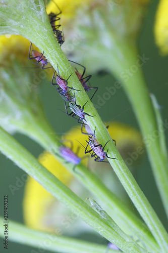 Tansy aphid
