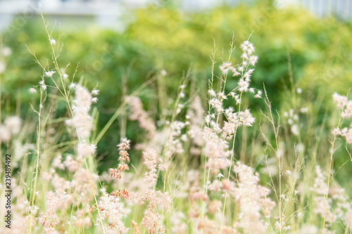 white natural grass flower in garden. background for nature and freshness