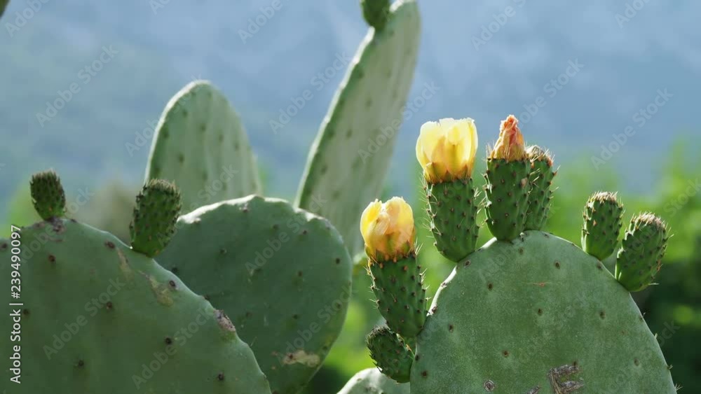 Cactus Opuntia prickly pear with edible yellow fruits. Turkey. Cactus Opuntia prickly pear with edible yellow fruits. Turkey.