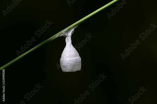  Egg sac or cocoon of a liocranid spider photo