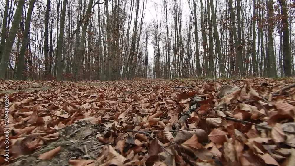 A walk in the forest, autumn season, filmed from the ground A walk in the forest, autumn season, filmed from the ground