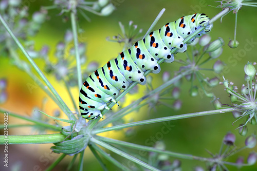 Swallowtail caterpillar, Papilio machaon
