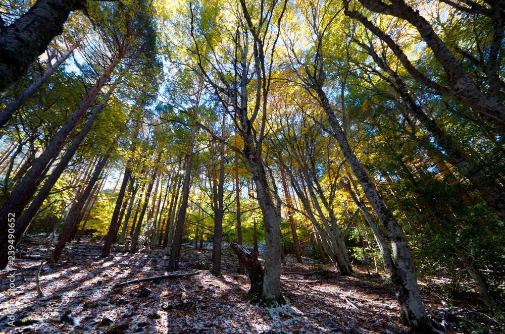 Fototapeta premium Moncayo forest view