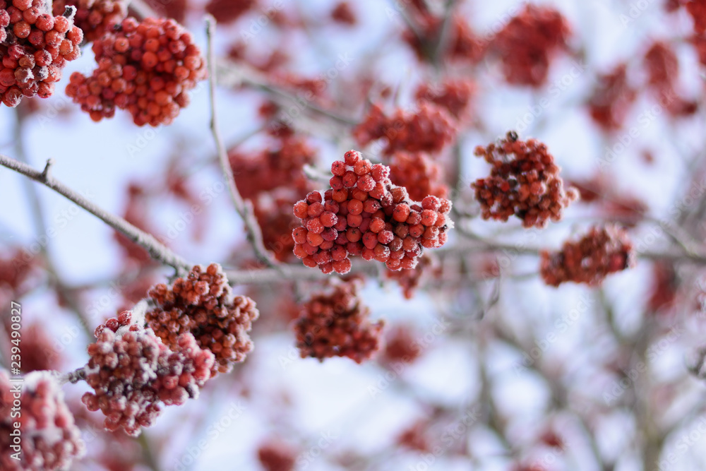 Clusters of Rowan on snow-covered branches Clusters of Rowan on snow-covered branches