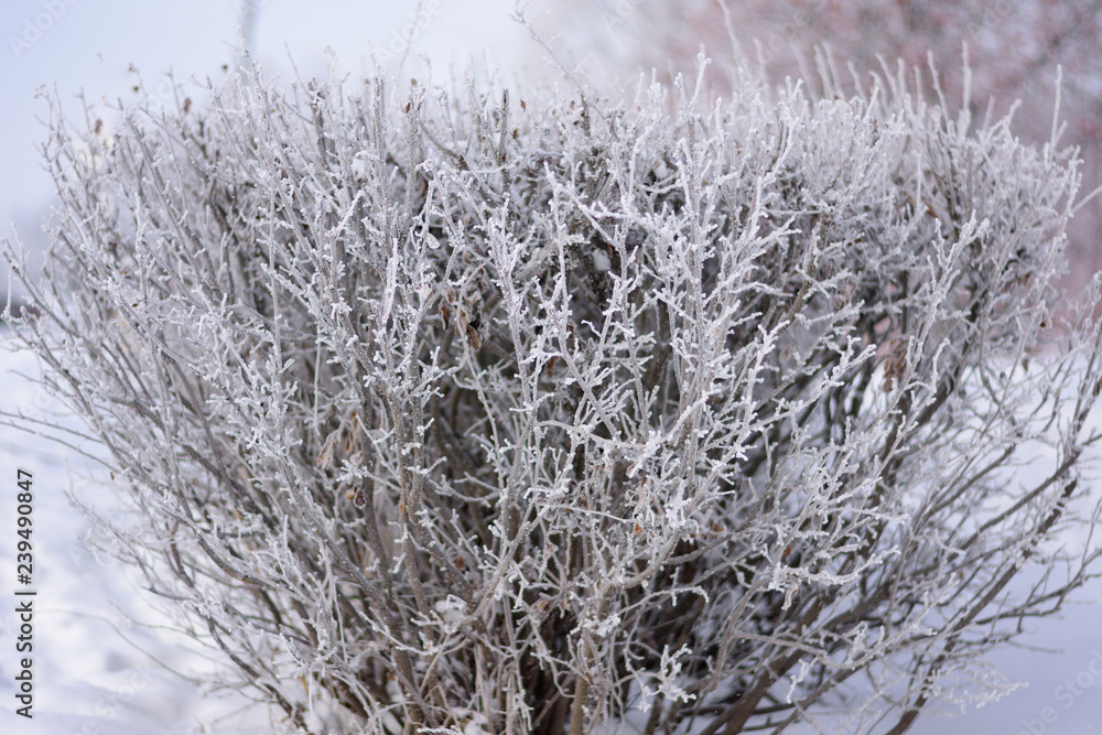 The branches of the bush in the icy glaze The branches of the bush in the icy glaze