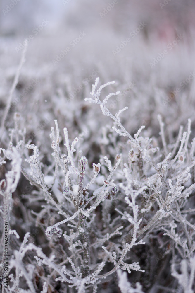 The branches of the bush in the icy glaze The branches of the bush in the icy glaze