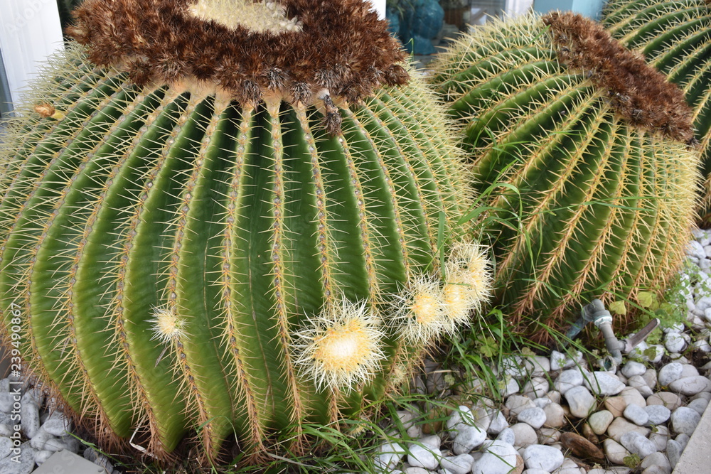 cacti cacti