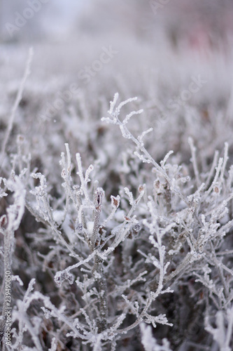 The branches of the bush in the icy glaze
