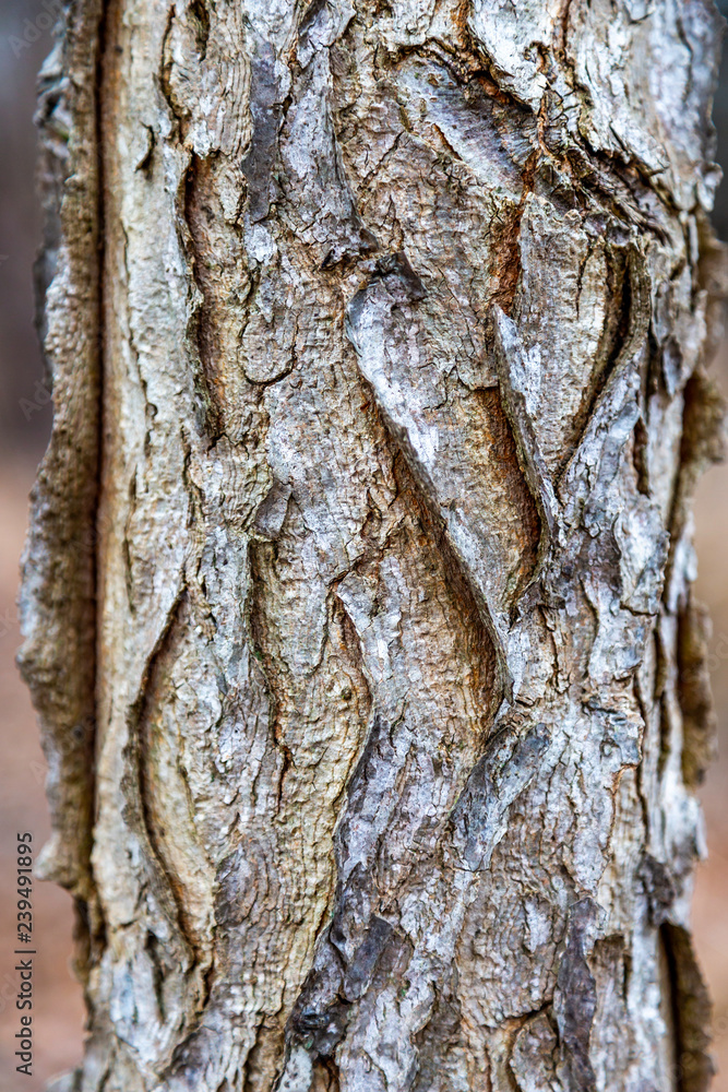 Wild Bark