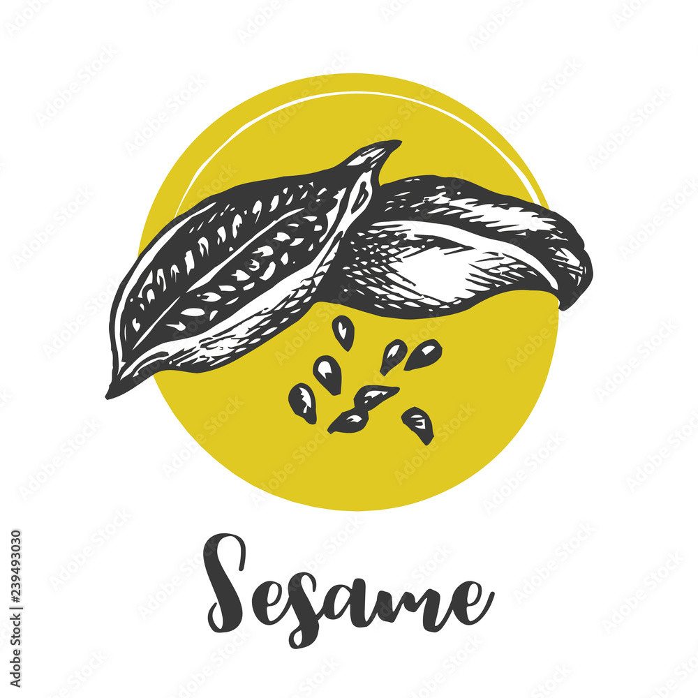 Sesame seed vector drawing. Hand drawn food ingredient. Sketch of seeds Vector illustration ...