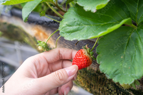 A young woman is picking up fresh seasonal strawberries in the garden, concept of organic farming, close up, macro.