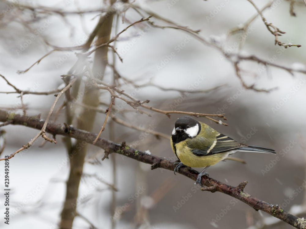 Obraz premium Mésange charbonnière durant l'hiver