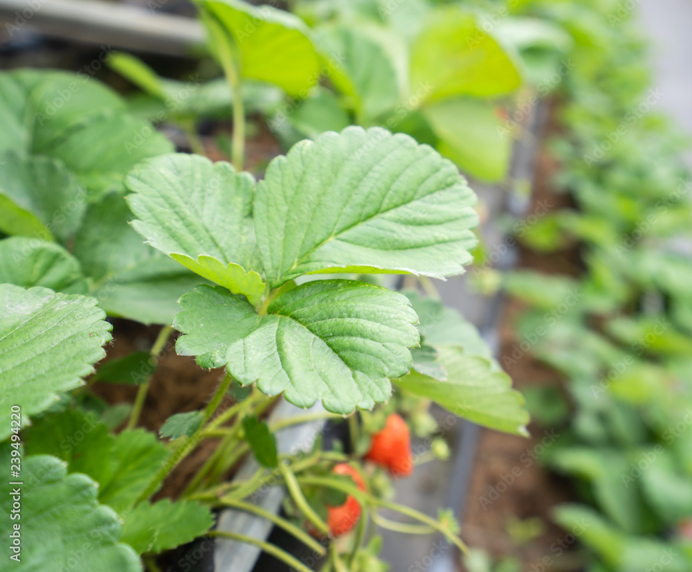 Beautiful and fresh strawberries in the garden, concept of organic farming, close up, macro. Beautiful and fresh strawberries in the garden, concept of organic farming, close up, macro.