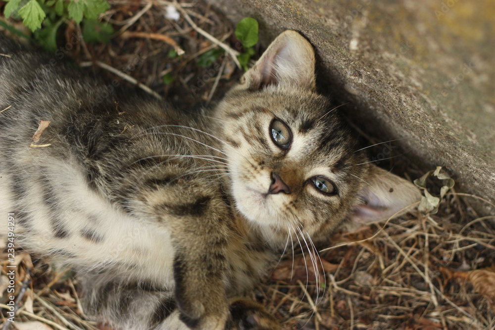 Obraz premium Cat lying down