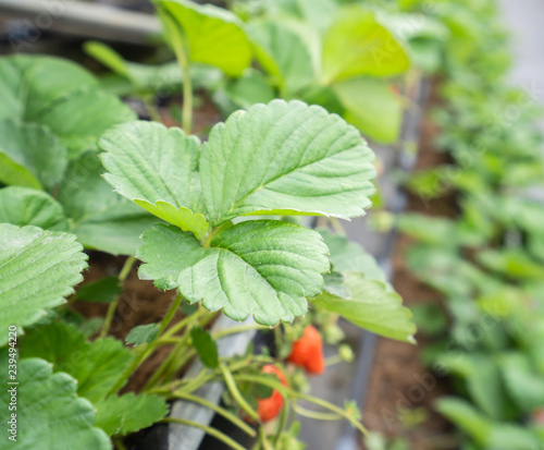 Wallpaper Mural Beautiful and fresh strawberries in the garden, concept of organic farming, close up, macro. Torontodigital.ca