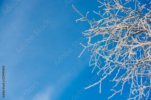 Frosted tree in frosty day against the blue sky © woff
