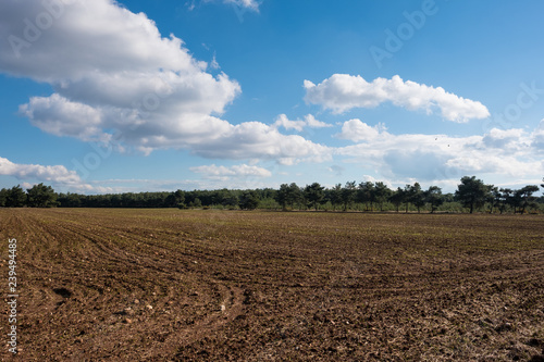 Plowed Field by the Forest