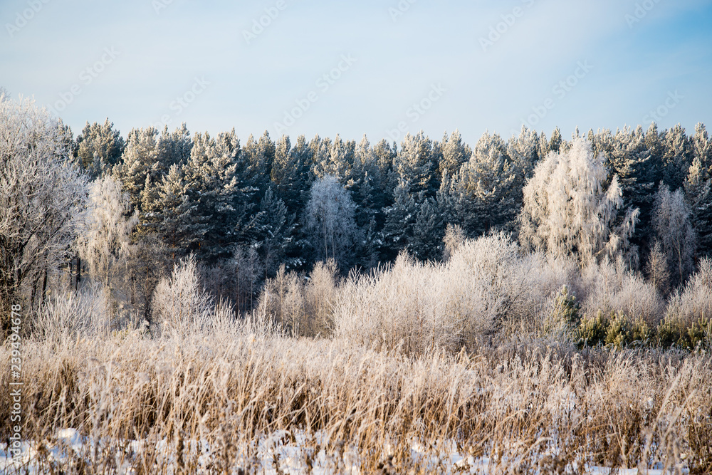 Frosted tree in frosty day against the blue sky Frosted tree in frosty day against the blue sky