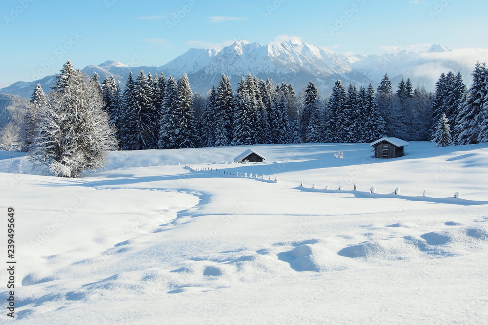 winter wonderland with snowy trees in the Alps of Austria winter wonderland with snowy trees in the Alps of Austria