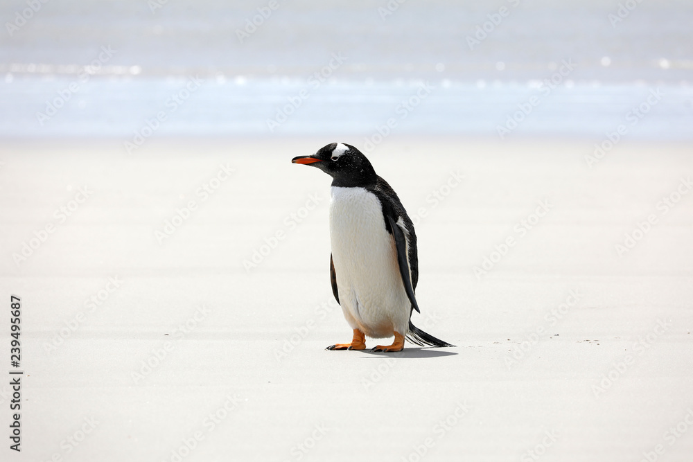 Fototapeta premium A Gentoo penguin stands on the beach in The Neck on Saunders Island, Falkland Islands